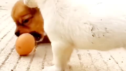 🐶🐔"Puppy and Chicken: Unlikely Playmates"🐔🐶