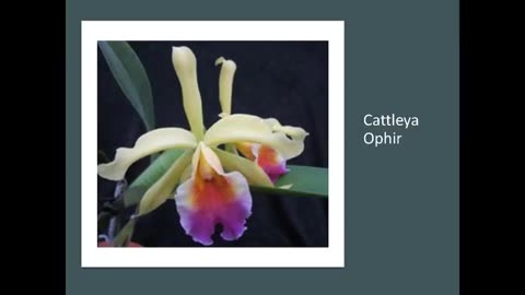 Crop Road Show 6 S2 Oncidium Twinkle, Cattleya Ophir and Phalaenopsis amabilis