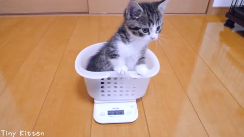 Kitten Coco weigh for the first time