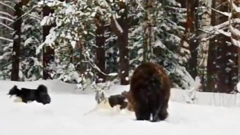 Savage showdown: wid dogs vs. bear