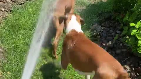 Boxer dogs playing in the water in these hot weather