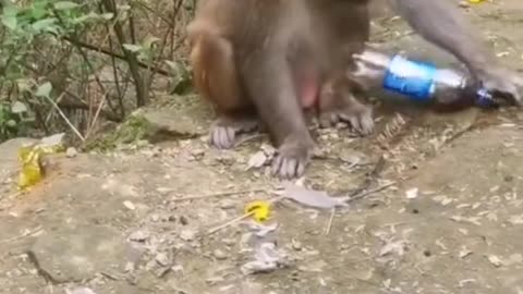 this stupid monkey doesn't know who to drink
