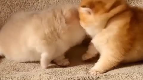 Cutecats