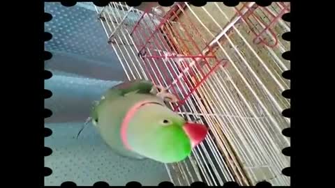 TALKING PARROT