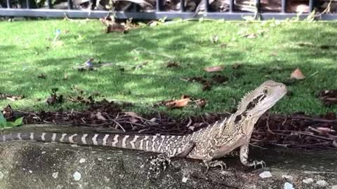 Crazy Lizard at the Lake -