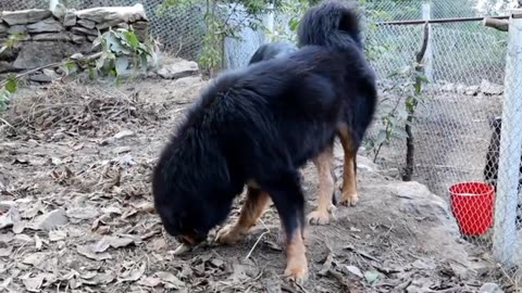 Tibetan Mastiff Dogs Fight Guardain Dogs Fight Livestock Guardian Dogs Fight