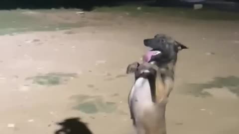 dancing dog