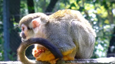 Squirrel Monkey