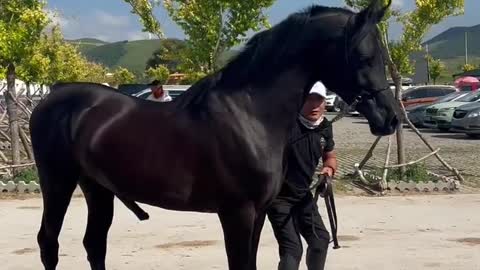 Wow Best wild Horse and mares Andalusian horses #rumble viral