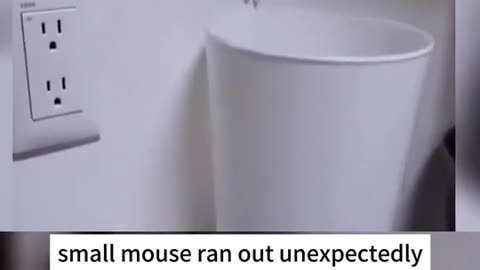 Snakes Catches too many mouse