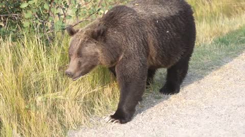 Grizzly Bear 399 looking happy and healthy in the fall of '22 after releasing her four cubs in May.