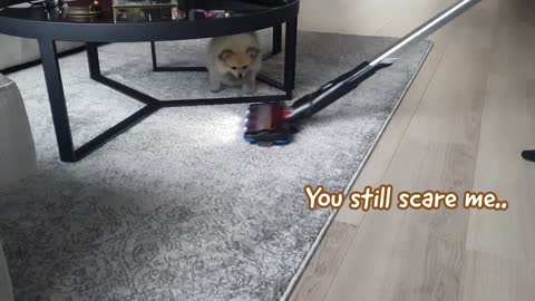 Pomeranian Puppy vs Vacuum!