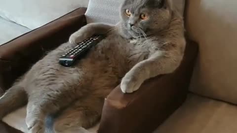 Cat: don't disturb me let me watch the tv📺😍💕