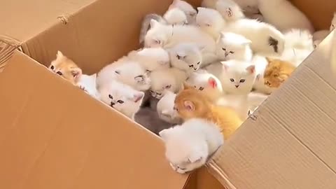 A box of kittens 😍😍😍