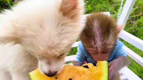 Animals Baby monkey harvest yellow watermelon in the farm and eats it with puppy and rabbit
