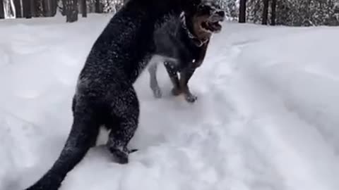 Enjoying_snow_painther_😈😈(360p)