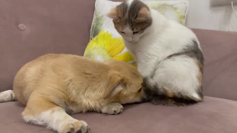 Puppy tries to be friends with a Kitten