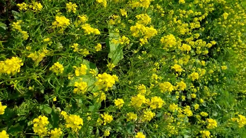 Mustard flowers in summer Vegetable fields