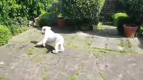 Cute Labrador running in the courtyard