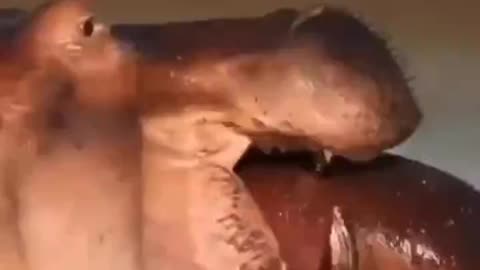 Hippo Cannibalism