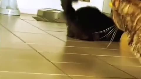 Funny Cat Videos #1