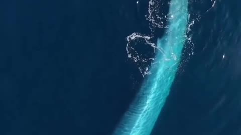 Sark swimming in sea ⛵ | amazing fish 🐟 | Nature video.