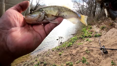 Largemouth bass with an attitude: Smithville, Texas