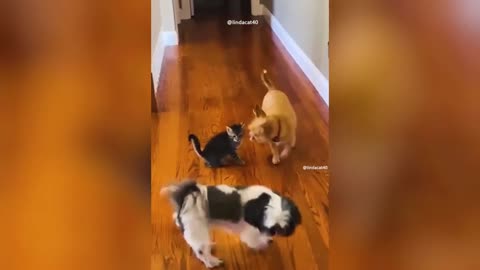 Funniest videos of cats and dogs🤣 cute cats and crazy dogs videos🐶