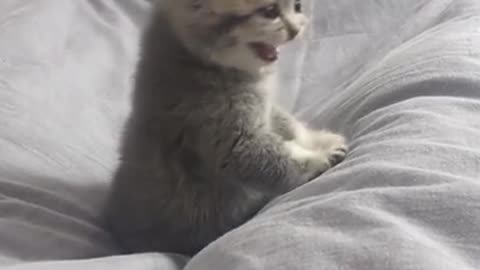 Cat meowing best video of 2023🐈🐈🐈🐈🐈