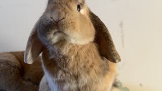 Little Bunny Makes a Big Yawn