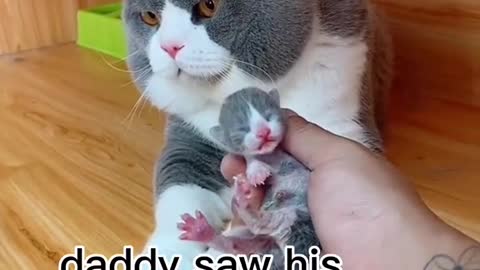 Single daddy cat has to learn to take care of his baby,