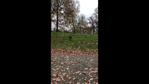 Clumsy_dog_takes_massive_wipeout_in_epic_slow_motion_s