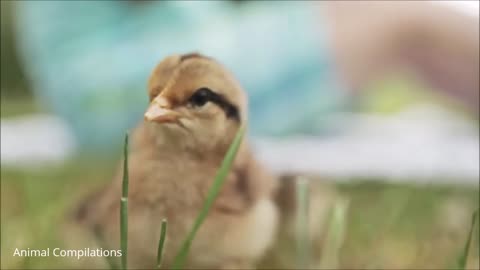 Baby Chicks Nesting -Cute Compilation