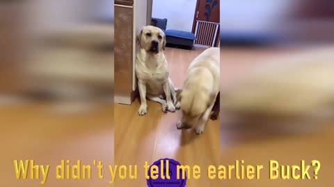 Smart Dogs Blame Brother For Destroying Dad's Things.