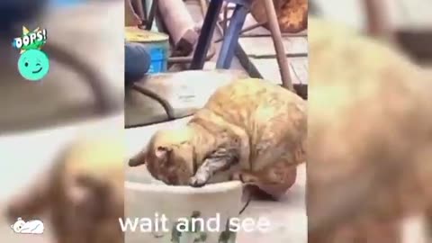 Funniest Animals 2023 😂 Funniest Cats and Dogs 😺🐶