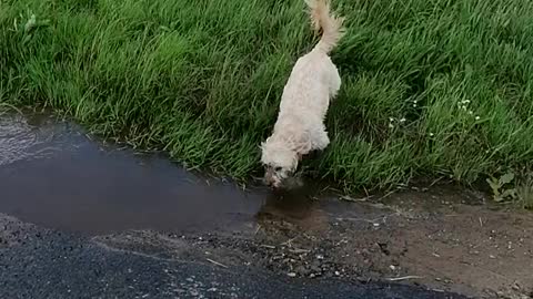 Puddle Zoomies End in Face Plant