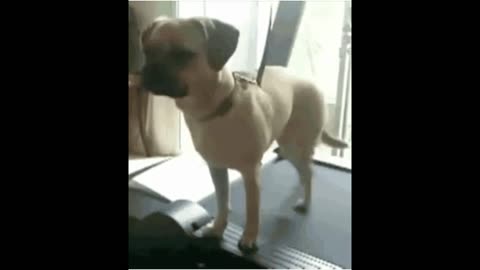 Watch this dog's hilarious back leg exercise routine