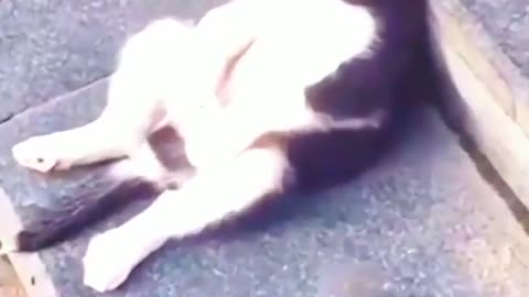 Funniest_Animals_cat & DOGS &, more_Videos_Will_Make_You_Laugh_#27_-_Funny_Animal_Videos2023