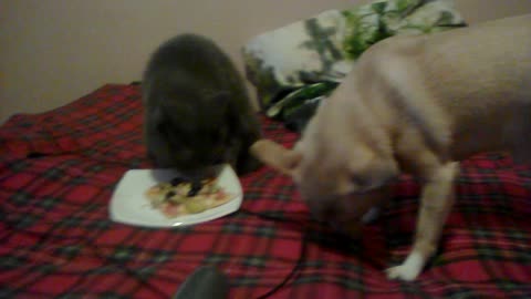 Cat and dog fighting over pizza