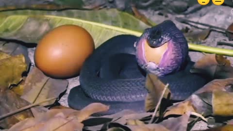 OMG ! Snake Eats a Bigger Egg 🥚 😋 🤣