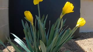 Daffodils Blooming