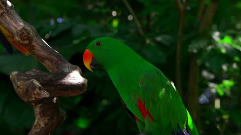 green ecletus parrot