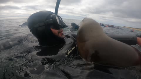 Sea Lion Smooches While Snorkeling