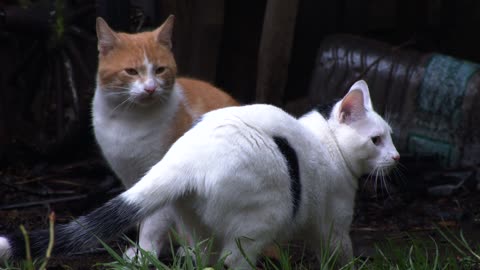 Two Cats in Backyard