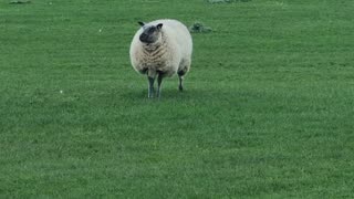 Nice Sheep On A Farm Field In Wales.