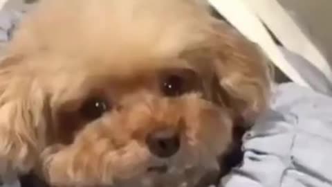 Super cute pup's reaction to notification sounds