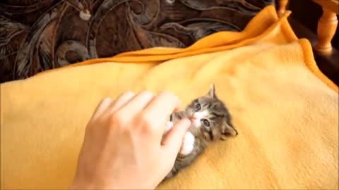 How To Tickle a Cat