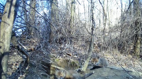 Fox Cubs