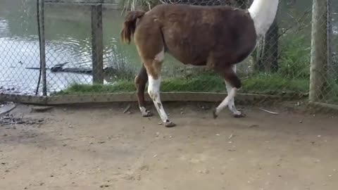 Llama spits in kid's face