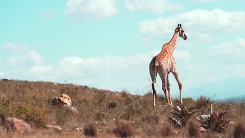 A Giraffe Walking in the Wilderness